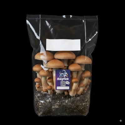 Harvest Mushrooms and Brag3