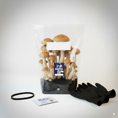Mushroom Growing Kit w/ Spores+ Save 50%
