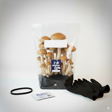 Mushroom Growing Kit w/ Spores+ Save 50%
