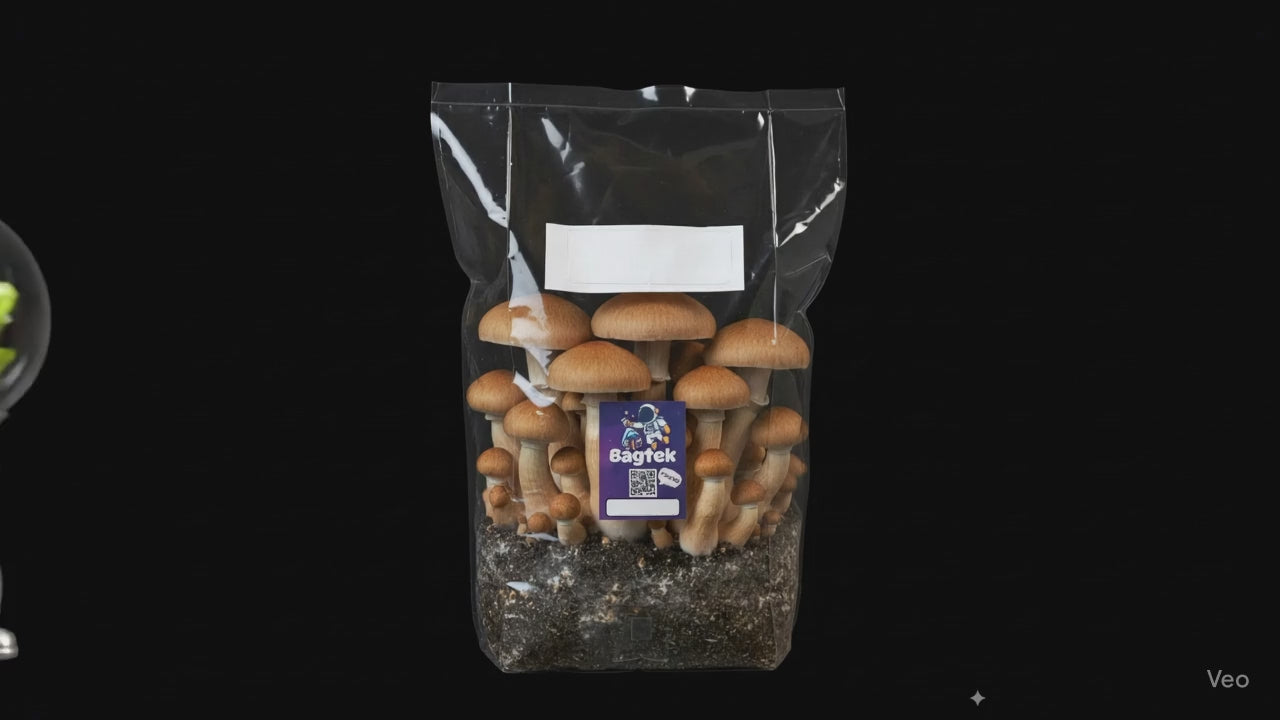 Master Mission - Mushroom Growing Kit